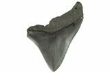 Partial Fossil Megalodon Tooth - South Carolina #125259-1